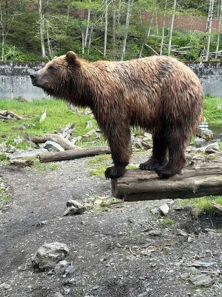 Brown bear in Sitka