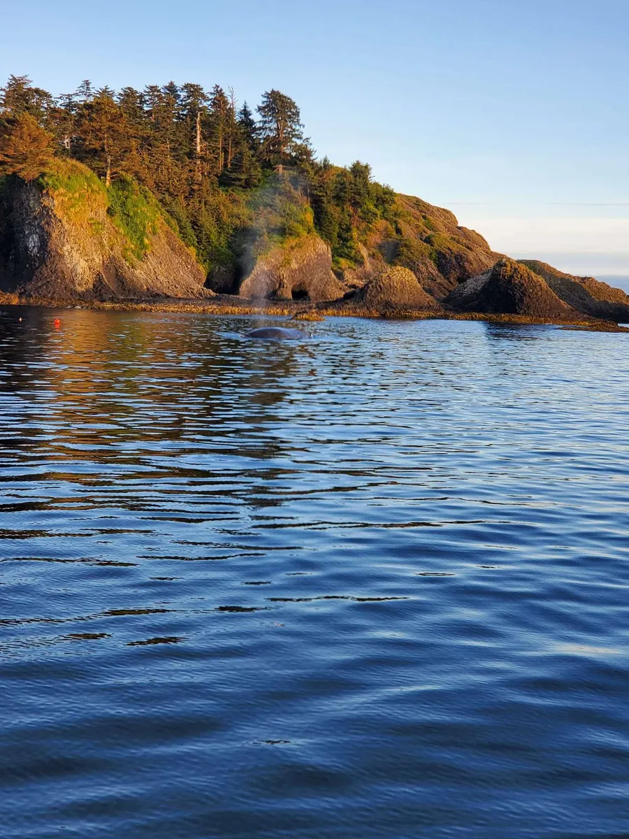 Coastline near Sitka