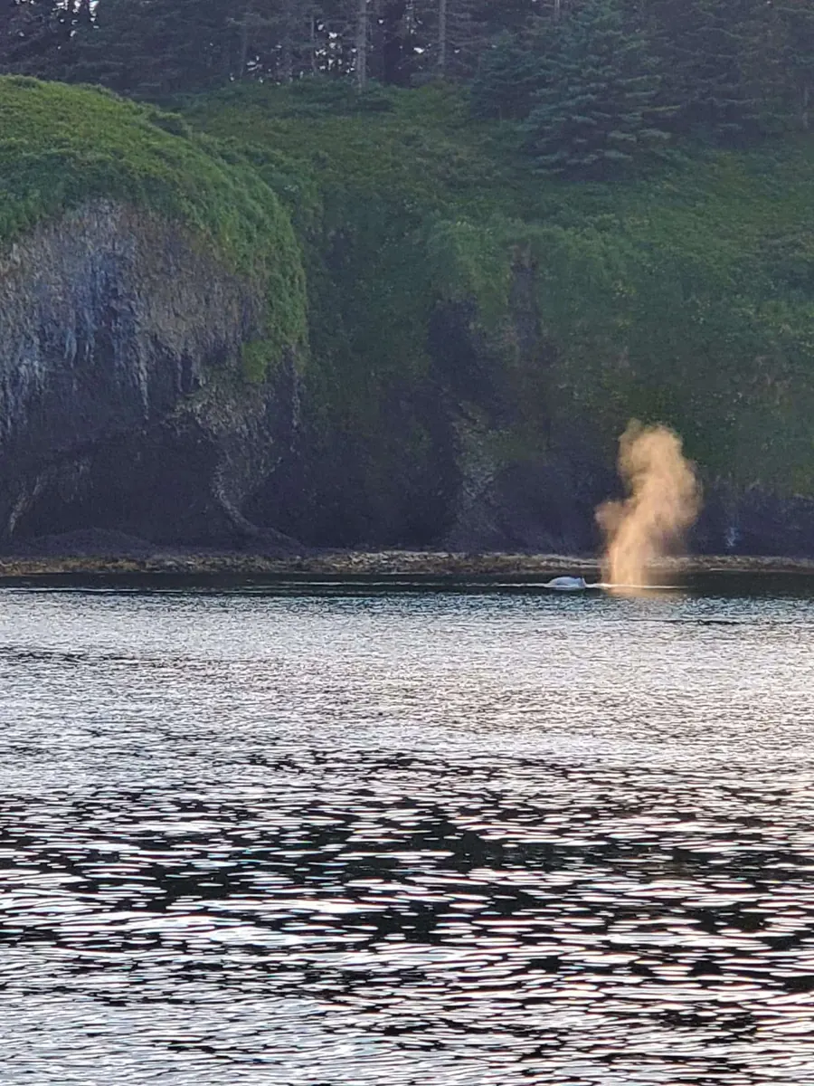 Whale near Sitka