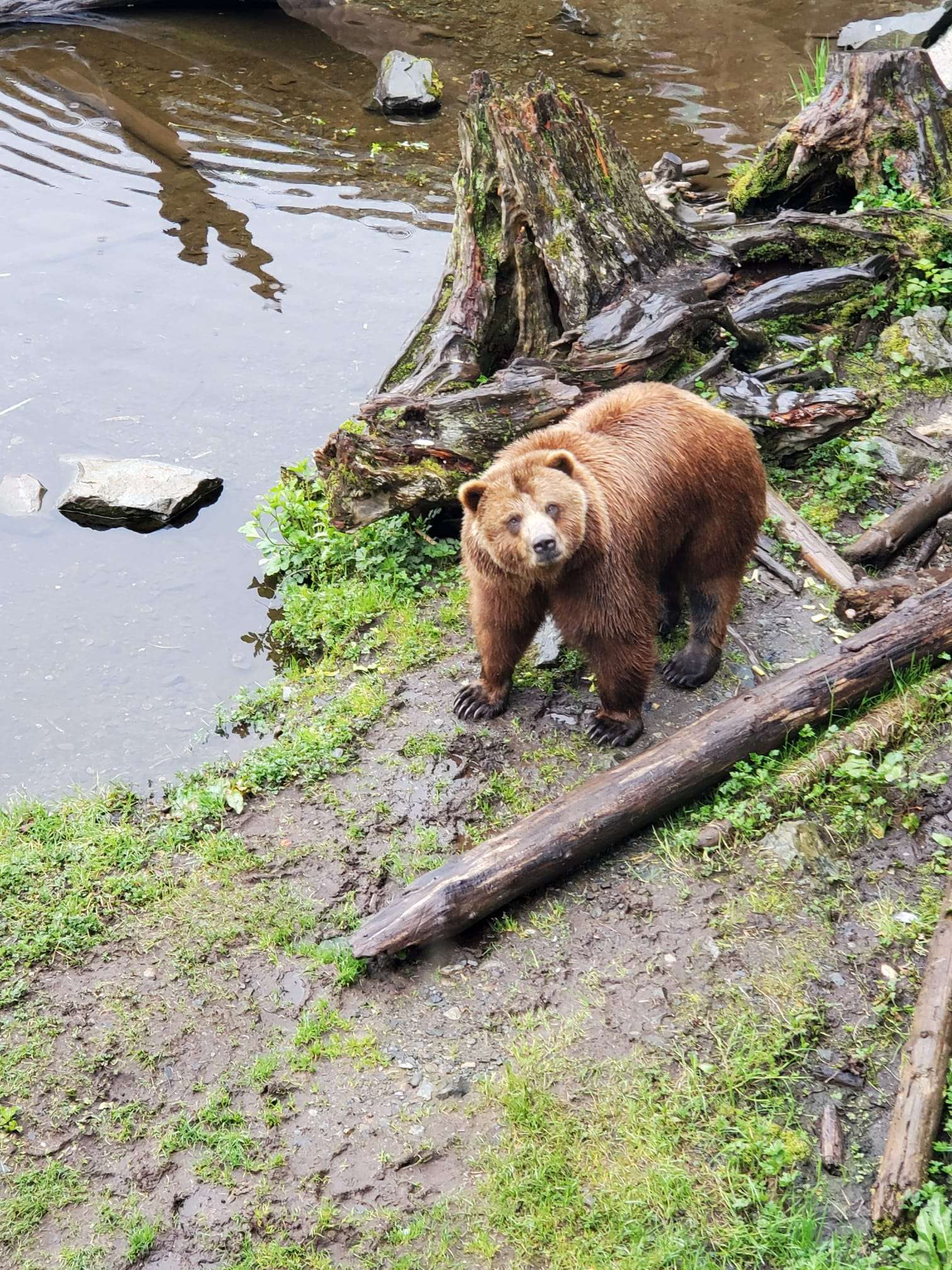 Brown bear at Fortress of the Bear sanctuary